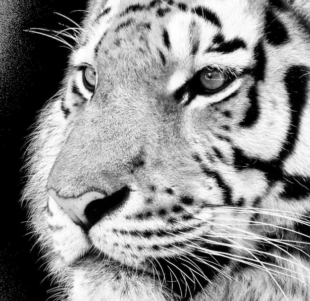 彩色照片轉黑白 Gimp 教學